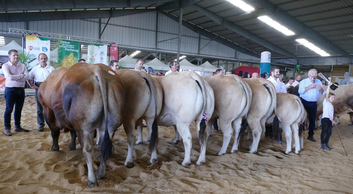 Concours national Parthenaise : le Gaec Picauville à l’honneur à Parthenay dlvr.it/TNGSy3