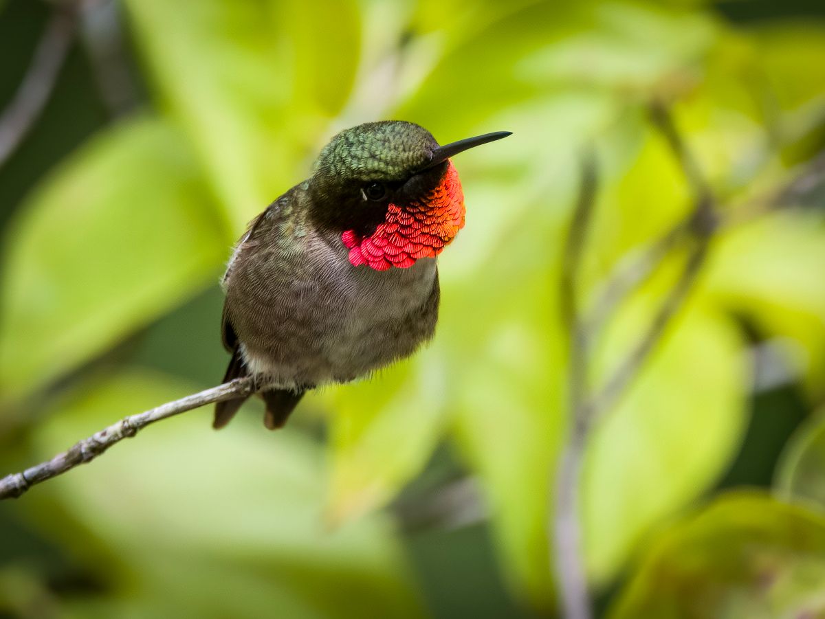 Membership Renewals, Bird-Friendly Coffee, and More! - mailchi.mp/wcaudubon/news…