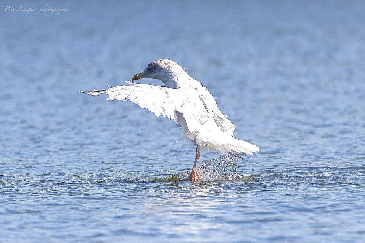 Arrive in style <a href="/WWTSlimbridge/">WWT Slimbridge</a> <a href="/slimbridge_wild/">Slimbridge Sightings</a> <a href="/Natures_Voice/">RSPB</a> <a href="/GlosBirds/">Glos Bird News</a> <a href="/HerefsBirds/">HerefordshireBirds</a>