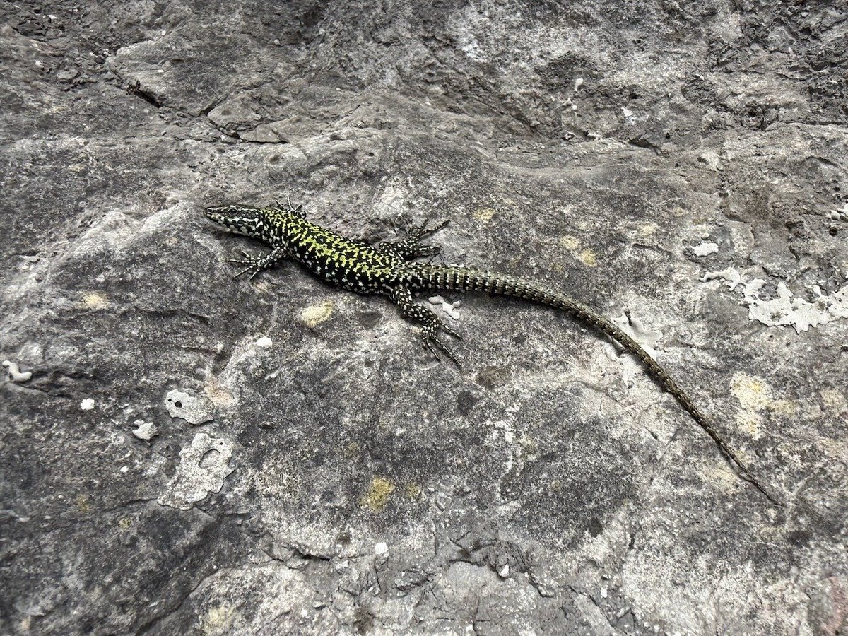 Ashley Coates tweet media