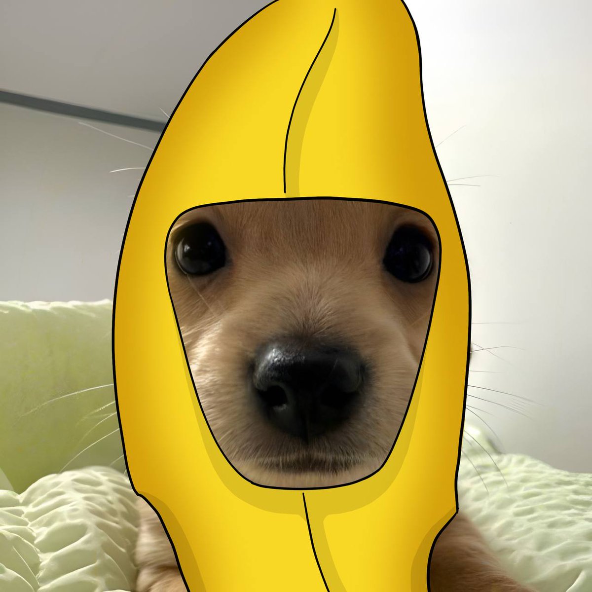 billycoin4ever's tweet photo. ready for banana zone https://t.co/JJPF7X0IeR