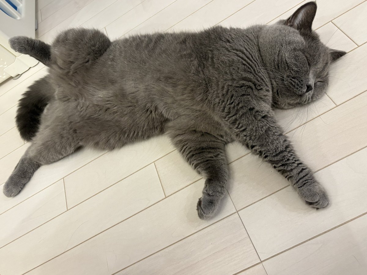 幸せそうに眠る猫…
夢の中でご馳走食べてるのかな？