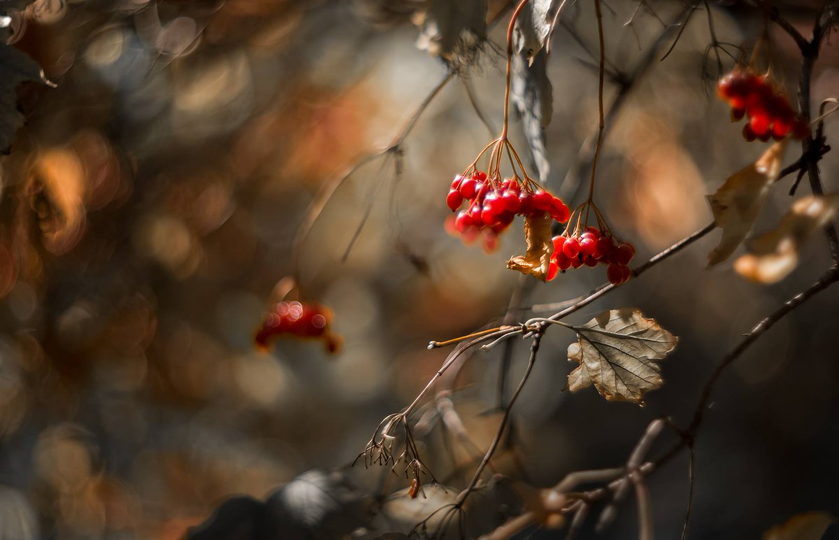 Die Nachtigall in meinem Garten schweigt.
Die Welt wird leer.
Und auch die Geige in der Ferne
Geigt nicht mehr.
Der Sommer flieht.
Mit jedem Tage stiller wird mein Lied.

Mascha Kaléko
aus: Herbstanfang