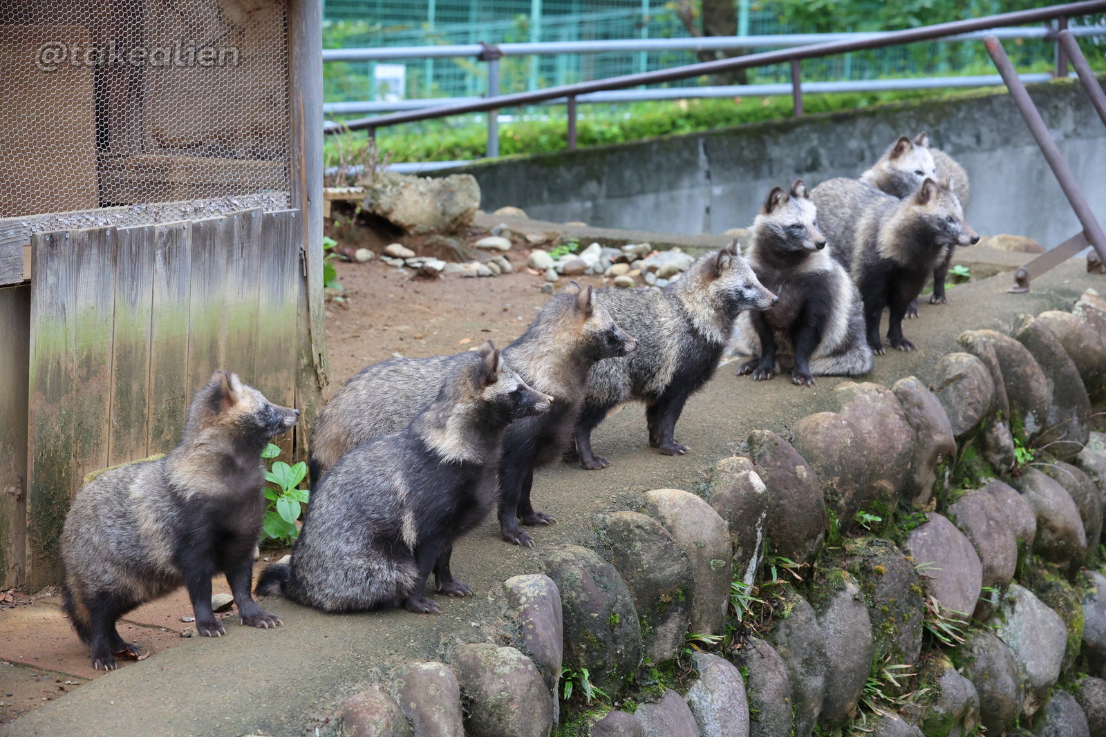 たぬきページ Akira Shimosako on X: 