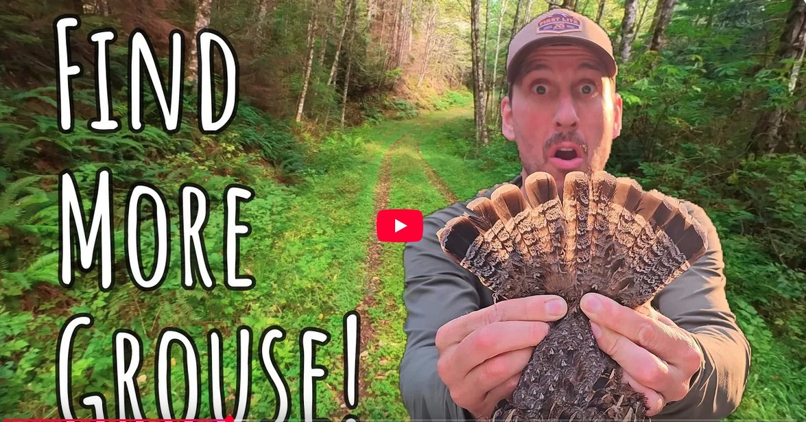 BirdHunter's tweet image. 5 Tips to Find MORE GROUSE! How to Grouse Hunt | Video 
ow.ly/3Ewc50X1Acq