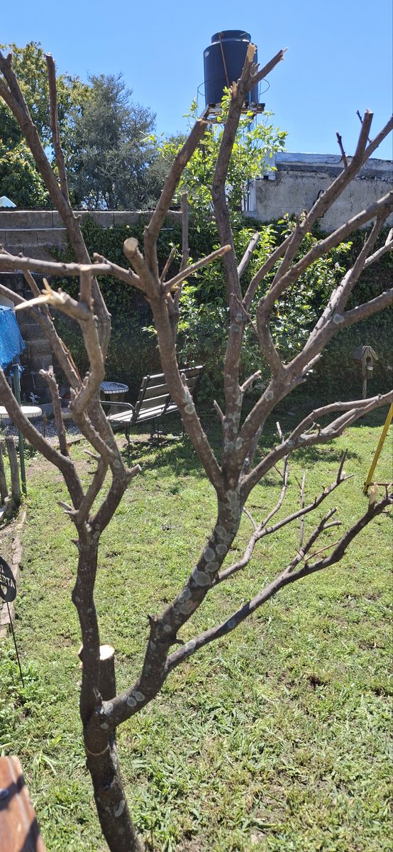 No sé si cantar "Mi árbol y yo" o "Cuando un amigo se va". A Alberto Cortez le falto una canción. Confieso que hace  años que venimos haciendo todo tipo de tratamientos al kinoto y nada. Triste, pero real.