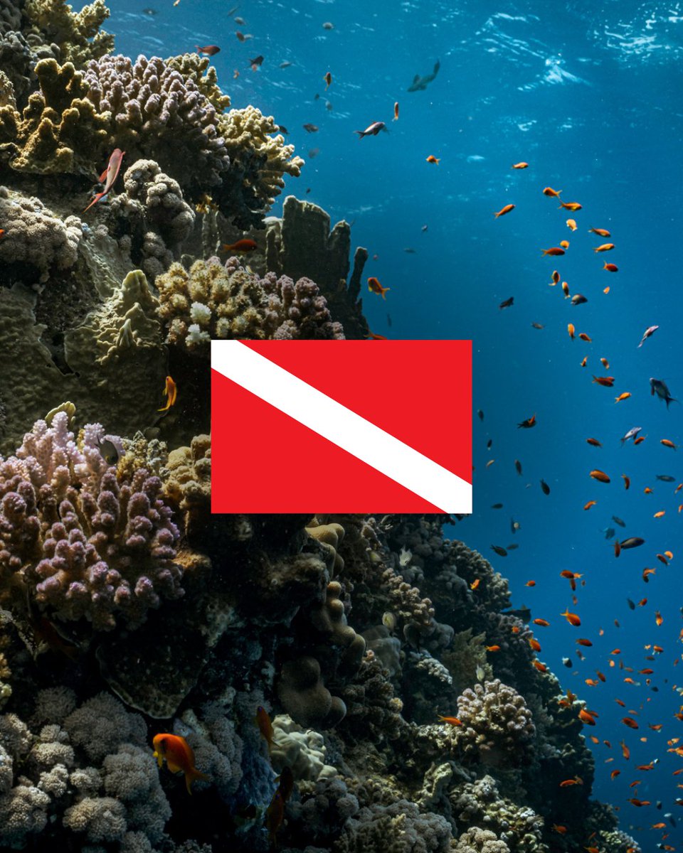 DiveBunnie.nft 🤿🐰🧜‍♀️ (@Divebunnie) / Posts / X