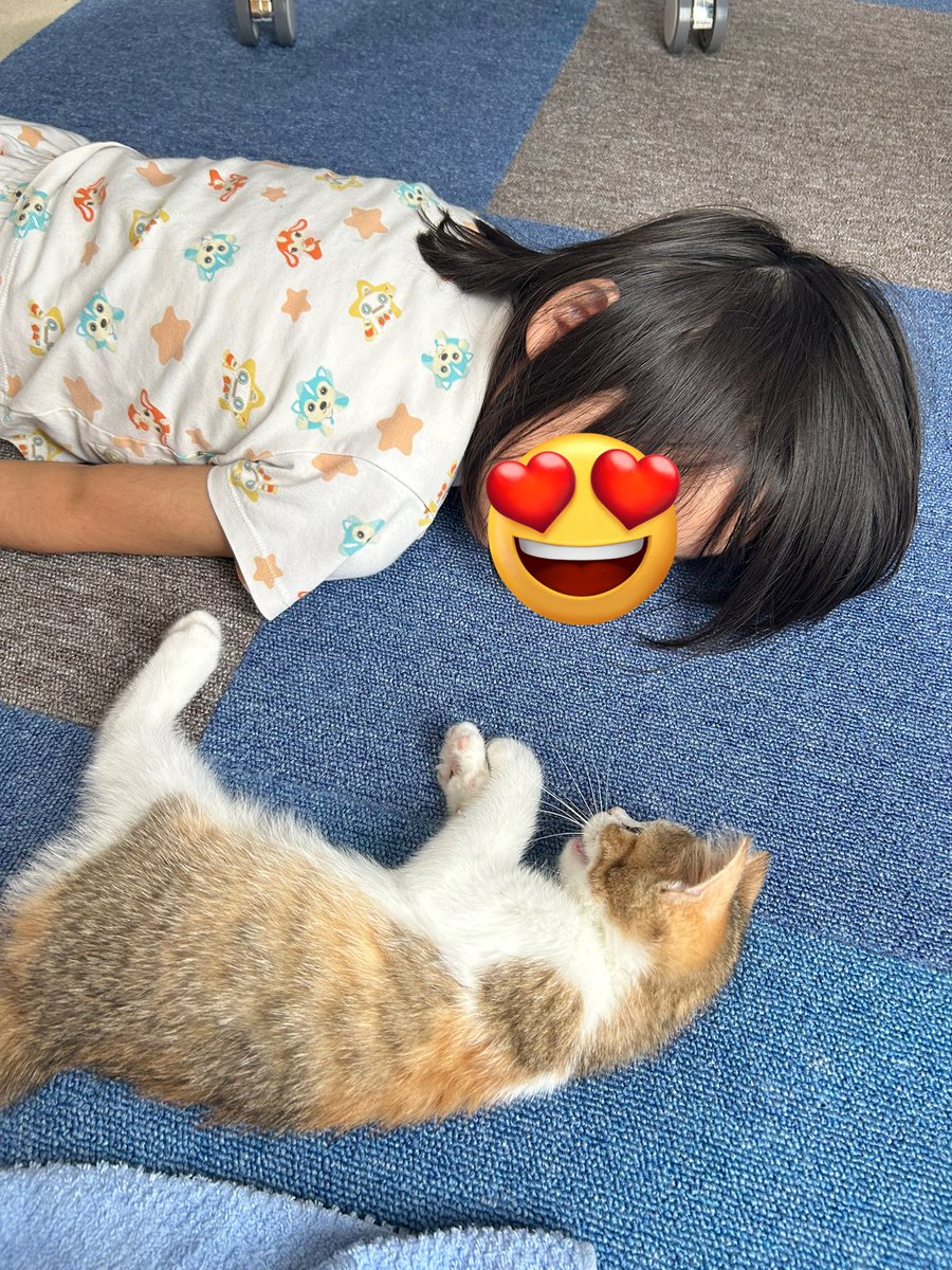tokiwatyo's tweet photo. 2匹目飼い始めた🐱
先住猫との距離感は3步進んで2步下がるって感じ🥹 https://t.co/G6eQ1mmNfn