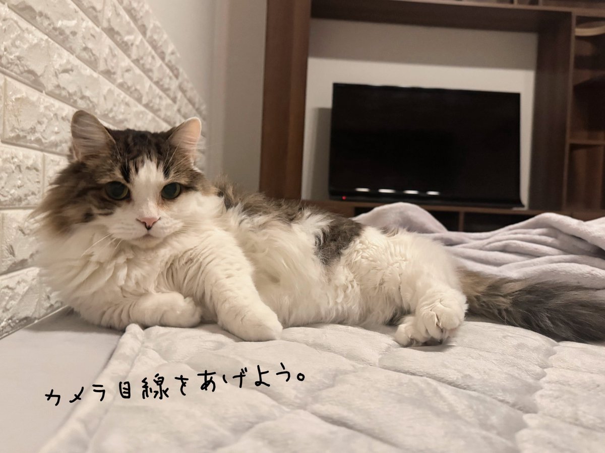 きなこページ きなこ (@55_kinaco) / X