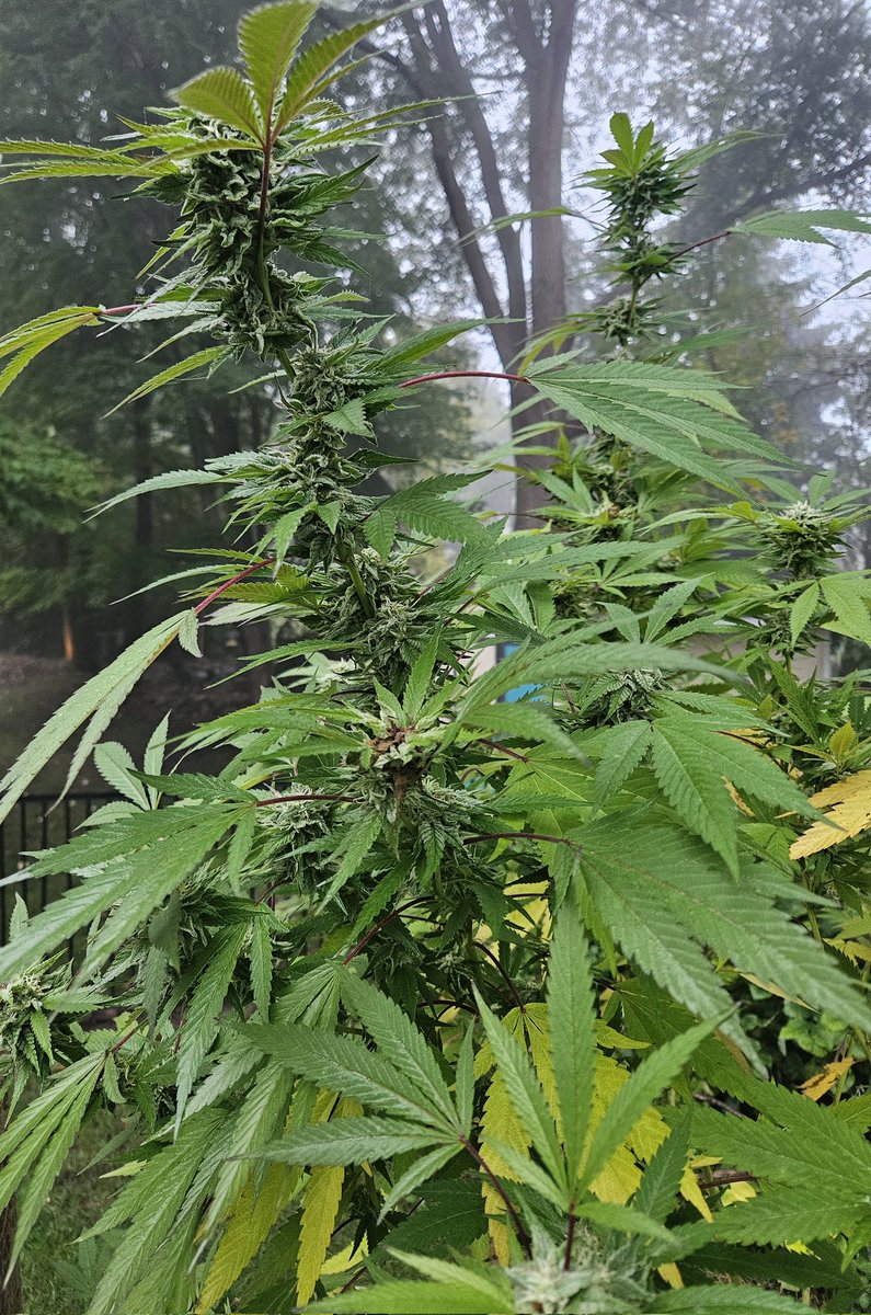 I grew modified mango, blaise, indoors and outdoors from clone...

1. Indoors had more tricomes and density
2. Outdoors is 10' tall!
3. Both smell identical: strong funk 
4. Both Fade to purple striations with pink and other gorgeous colors. More so indoors...