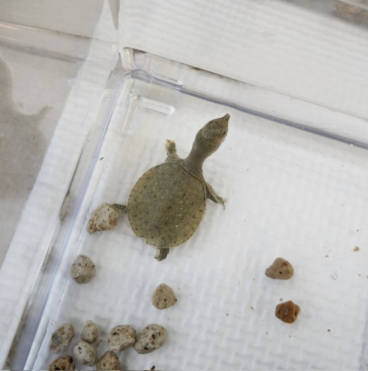 ぽんちゃん。
隣に興味津々
首をにょき～
首長い！
ちなみに隣は
カニのかさいさんが
います！