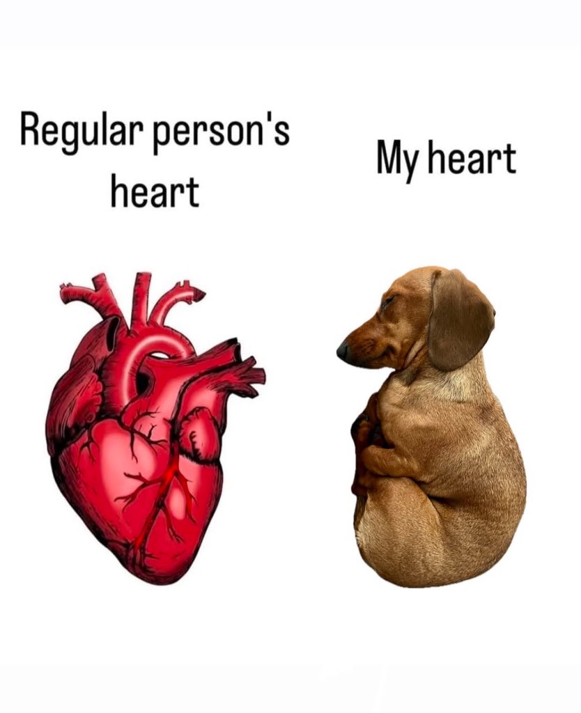 💖 (@twaniimals) on Twitter photo 