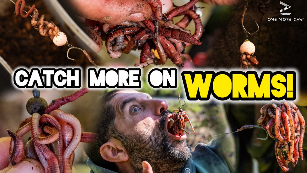 WORM TIME! 🪱 In the coming months these can become an important addition to your bait mix 💯. Here’s all the info 🧠 you need on prep, storage and rigs 🪝, so you can make the most of one of the biggest edges in carp fishing. 🎣👌 

omctackle.com/blogs/fishing-… 

#carpfishing