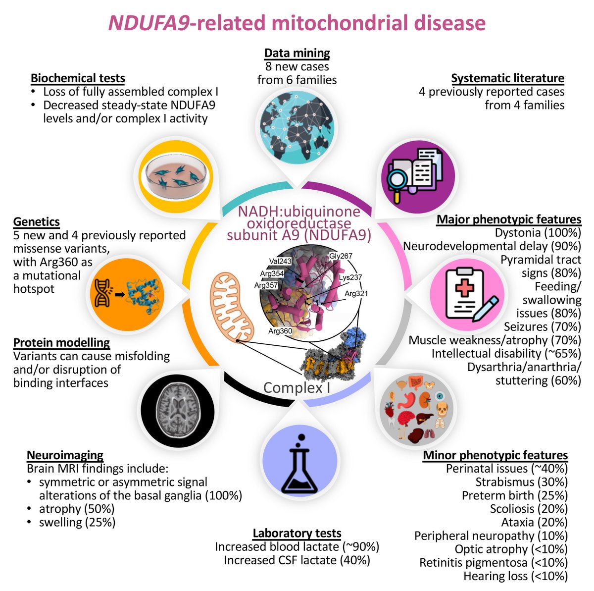 Francesca Magrinelli (@framagrinelli) on Twitter photo 🧬By tripling the number of reported cases, we strengthen and expand the evidence that biallelic NDUFA9 variants cause a progressive neurodevelopmental disorder with prominent dystonia and mitochondrial complex I deficiency academic.oup.com/braincomms/art… <a href="/IonSynapse/">The Neurogenetics Lab UCL ION</a> <a href="/UCLIoN_DCMN/">Clinical and Movement Neurosciences @ UCL IoN</a> <a href="/UCLIoN/">UCL Queen Square Institute of Neurology</a> 🧬By tripling the number of reported cases, we strengthen and expand the evidence that biallelic NDUFA9 variants cause a progressive neurodevelopmental disorder with prominent dystonia and mitochondrial complex I deficiency academic.oup.com/braincomms/art… <a href="/IonSynapse/">The Neurogenetics Lab UCL ION</a> <a href="/UCLIoN_DCMN/">Clinical and Movement Neurosciences @ UCL IoN</a> <a href="/UCLIoN/">UCL Queen Square Institute of Neurology</a>