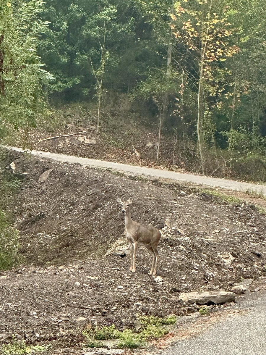 Tresa Howell For WV (@tresahowell4wv) on Twitter photo Visited Appalachian Outlaws Trails this morning - exciting progress! 
The site for a 12,000 sq. ft. welcome center, plus 30+ new camping sites coming soon. #WestVirginia #Tourism Visited Appalachian Outlaws Trails this morning - exciting progress! 
The site for a 12,000 sq. ft. welcome center, plus 30+ new camping sites coming soon. #WestVirginia #Tourism