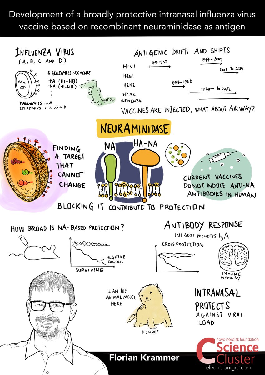 ScienceCluster's tweet image. ➡️ Here is @florian_krammer from @IcahnMountSinai giving a talk at #NIVI2025Conference !
🗣️ Development of a broadly protective intranasal influenza virus vaccine based on recombinant neuraminidase as #antigen

#AirImmunity #Vaccine
@novonordiskfond