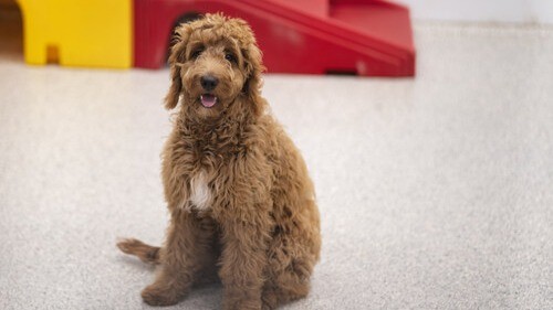 The Dog Stop Builds Q3 Momentum with New Openings, National Recognition, and Strategic Growth Plans linkedin.com/pulse/dog-stop…