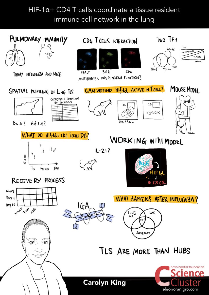 ScienceCluster's tweet image. 🦠 At #NIVI2025Conference there is also Carolyn King from @DepBiomedicine

🫁 HIF-1α+ CD4 T cells coordinate a tissue resident immune cell network in the # lung

#AirImmunity #Vaccine
@novonordiskfond