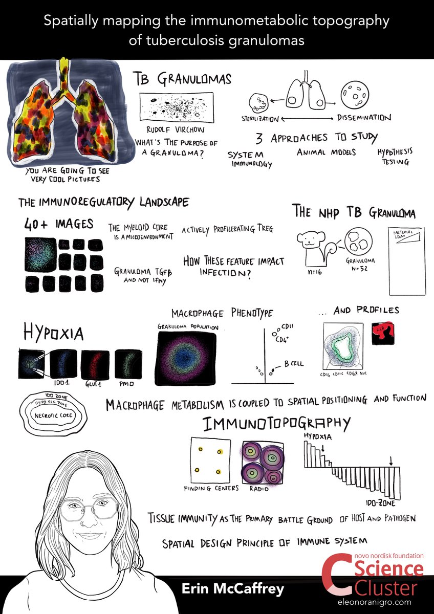 ScienceCluster's tweet image. 🦠 Spatially mapping the immunometabolic topography of #tuberculosis granulomas

🗣️ A talk by Erin McCaffrey from @NIH at #NIVI2025Conference

#AirImmunity #Vaccine
@novonordiskfond