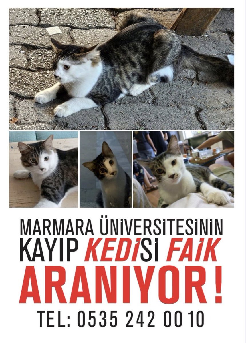 ACIBADEM KAYIP KEDİ
Faik fakültemizin kedisi. Çok zor şartlardan kurtarıldı, denge kaybı var hafif felçli. En son cuma akşamı acıbadem kaffee schützün orada görülmüş. Lütfen onu görürseniz iletişime geçin.
5352420010
Acıbadem/İstanbul

<a href="/gamicim/">gami</a>