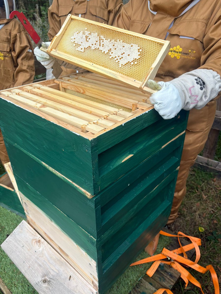SASB_SCIENCE's tweet image. SASBees class taking advantage of the dry weather to check on the hive