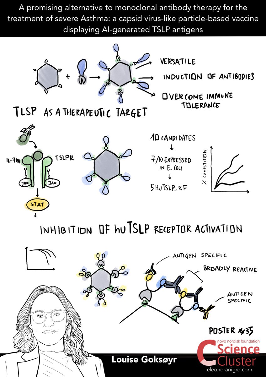 ScienceCluster's tweet image. 🦠 Here is Louise Goksøyr from AdaptVac (adaptvac.com) at #NIVI2025Conference

A promising alternative to #monoclonal antibody therapy for the treatment of severe Asthma
– a capsid virus-like particle-based vaccine displaying AI-generated TSLP antigens

#AirImmunity…