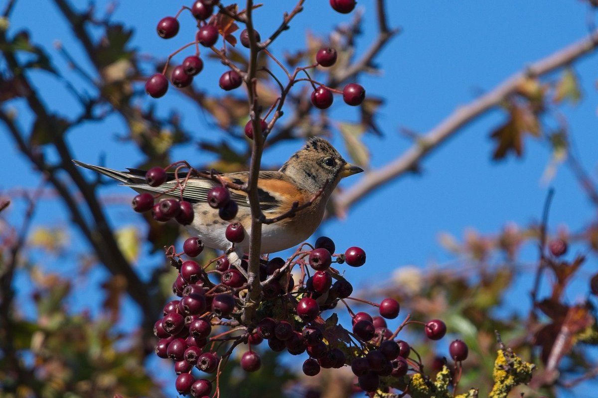 Plenty of migrants in today at Spurn! <a href="/spurnbirdobs/">Spurn Bird Observatory</a>