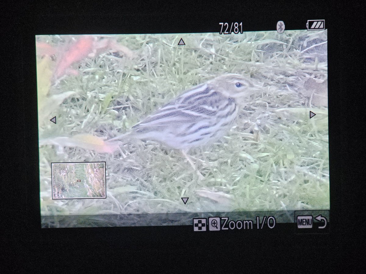 A late post but some back of camera shots of the Pechora Pipit at South Sheilds on Sunday!