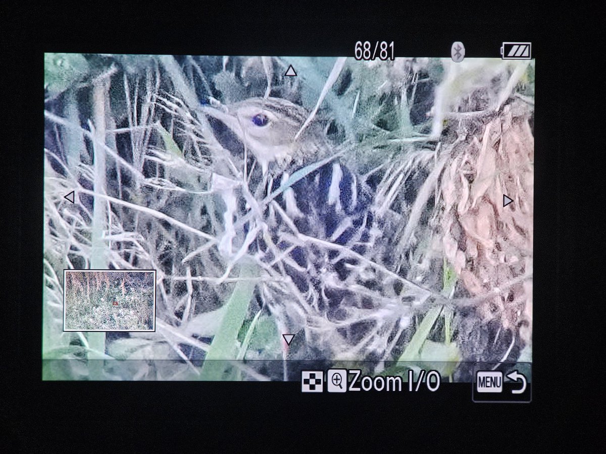 Luke Stoppard tweet media