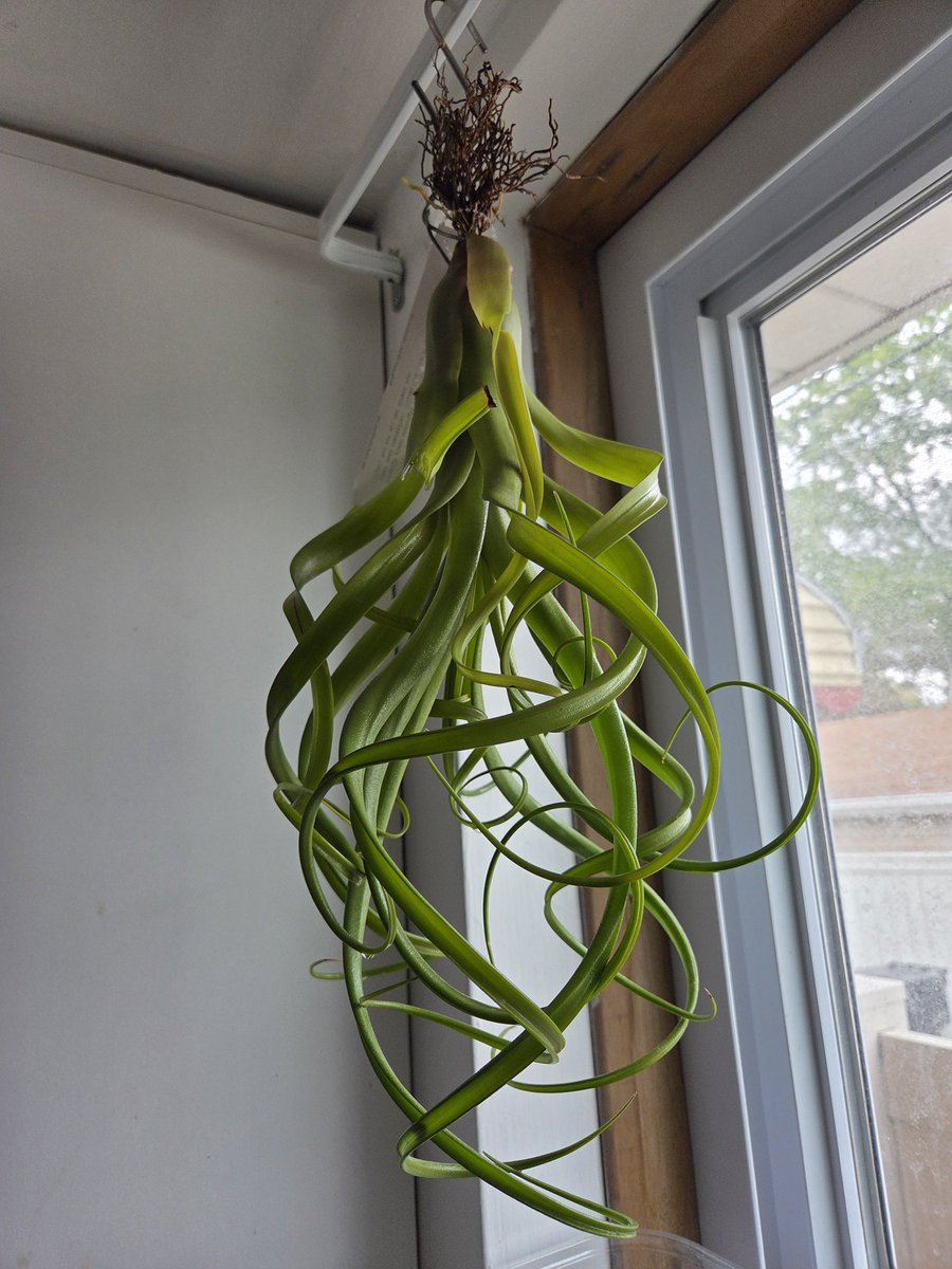 #Tillandsias #airplant
My Curly Slim is GROWING. Had it for three years.
