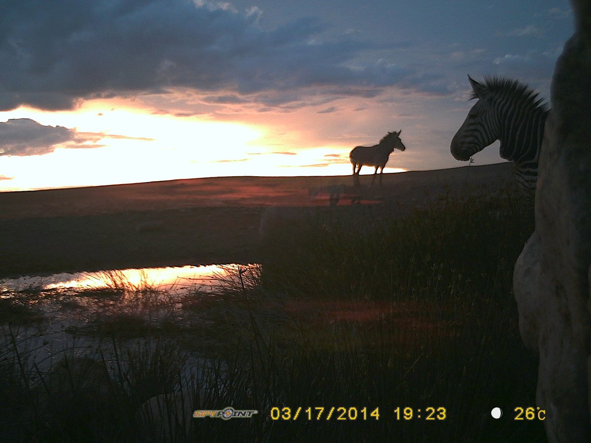 Trail_Cams's tweet image. 