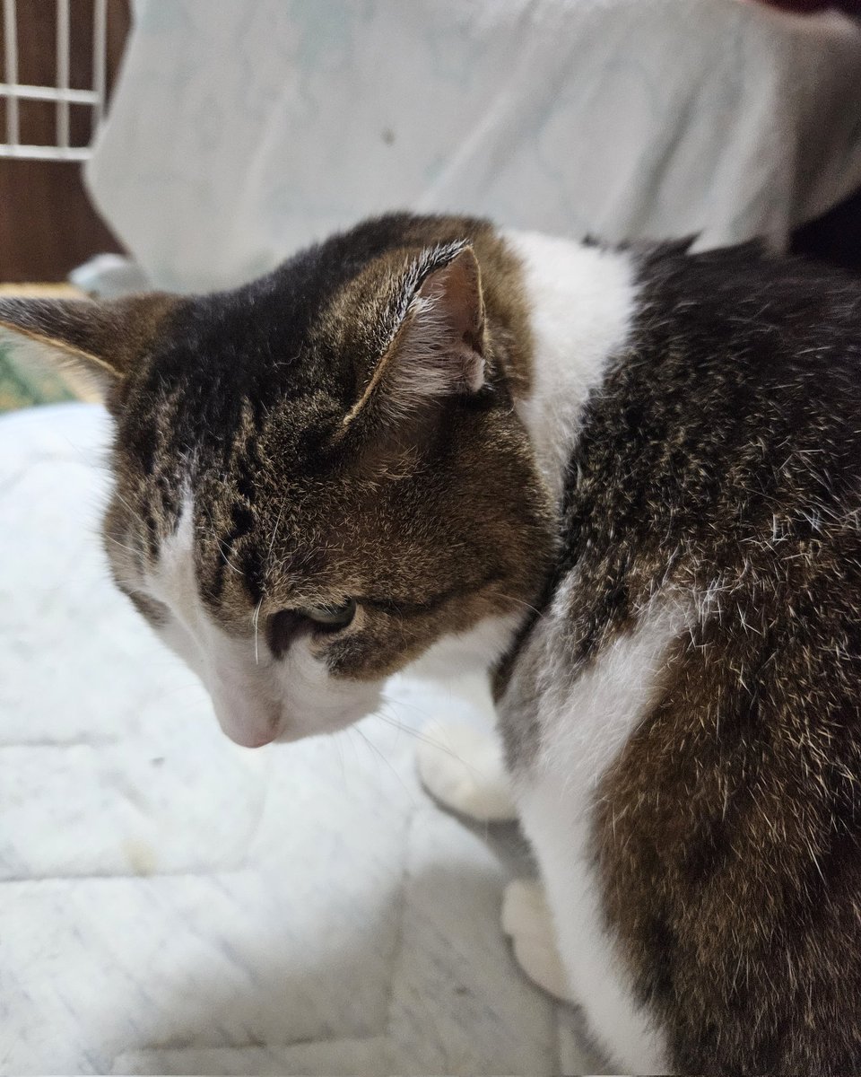 おはよう☀️😺❗
#猫好きさんと繋がりたい