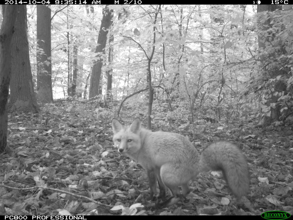 trailcam tweet media