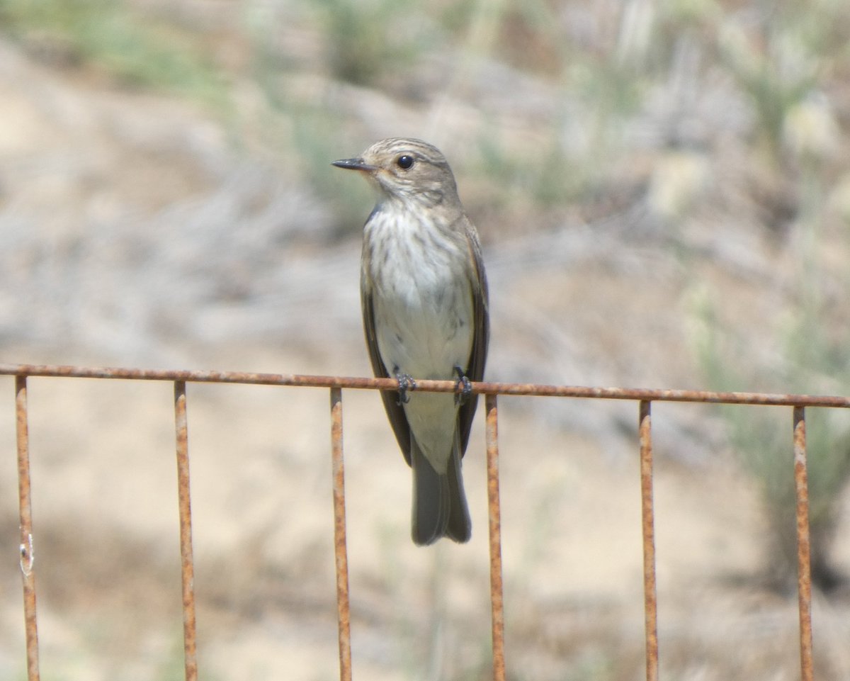 Mark32729033's tweet image. Can&apos;t believe everywhere I look there&apos;s a spotted flycatcher  perched waiting for a photo😂 #kos