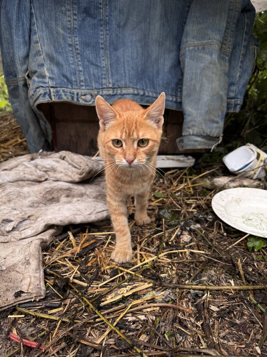 Виявилося, що руденьке – це дівчинка
Але, як і всі руді, вона шило в дупі🥹

Заберіть дитятко, пожалійте, холодно ж