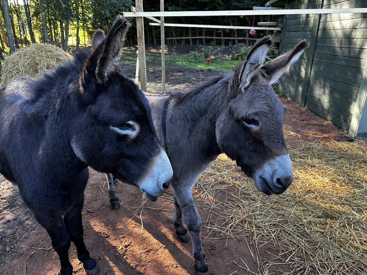 Donkey shelter extension taking shape! #teamalness @alnessacademy <a href="/AlnessDyw/">Alness Academy DYW</a> <a href="/AlnessArt/">Alness Academy Art Department</a> <a href="/AlnessScience/">ScienceAlness</a> <a href="/AlnessAcademy/">Alness Academy</a>PE <a href="/AlnessLanguages/">Alness Academy Languages Department</a>  <a href="/AlnessSupport/">Alness Academy student support</a> 
<a href="/MurphyGroup1951/">Murphy</a>
<a href="/hubNorthScot/">hub North Scotland</a> <a href="/kierconstruct/">Kier Construction</a> @patmunro1945 <a href="/morrisonbuilds/">Morrison Construction</a> <a href="/EcosystemsT/">Ecosystems Tech</a> <a href="/TheEDTUK/">EDT</a>