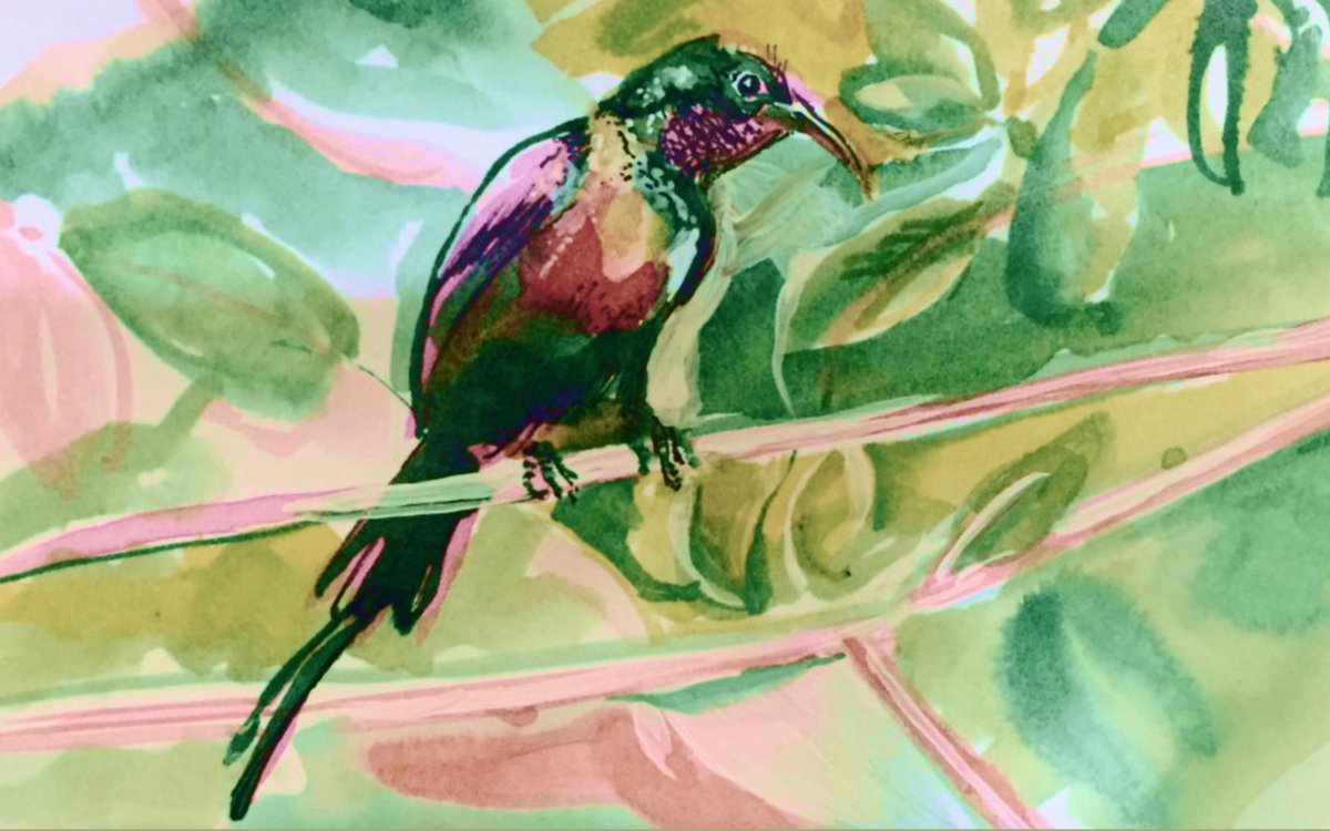 NiketaFazal's tweet image. A sunbird captured in pen &amp;amp; ink. 🖊️🐦 At our retreats, guests sketch the wild as they experience it
#TravelAndCreate #MindfulTravel #ArtInTheWild #niketasartretreats