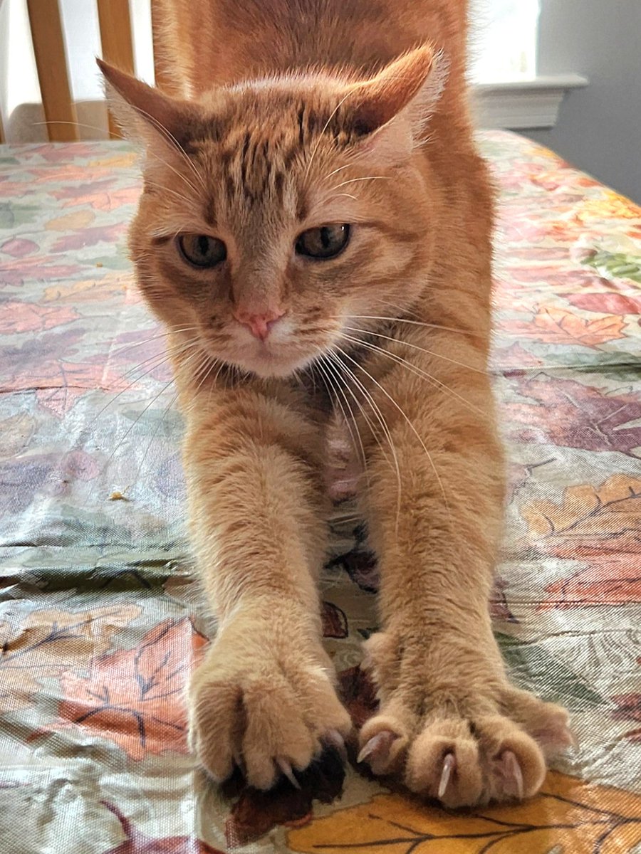 BethP9999's tweet photo. Good #WeekendWednesday afternoon. He's already gearing up for Caturday. So, he was told, "Wednesday: halfway to the weekend and closer than you think." Especially for him! 😸 Happy Hump Day! https://t.co/r3ASzhS73u