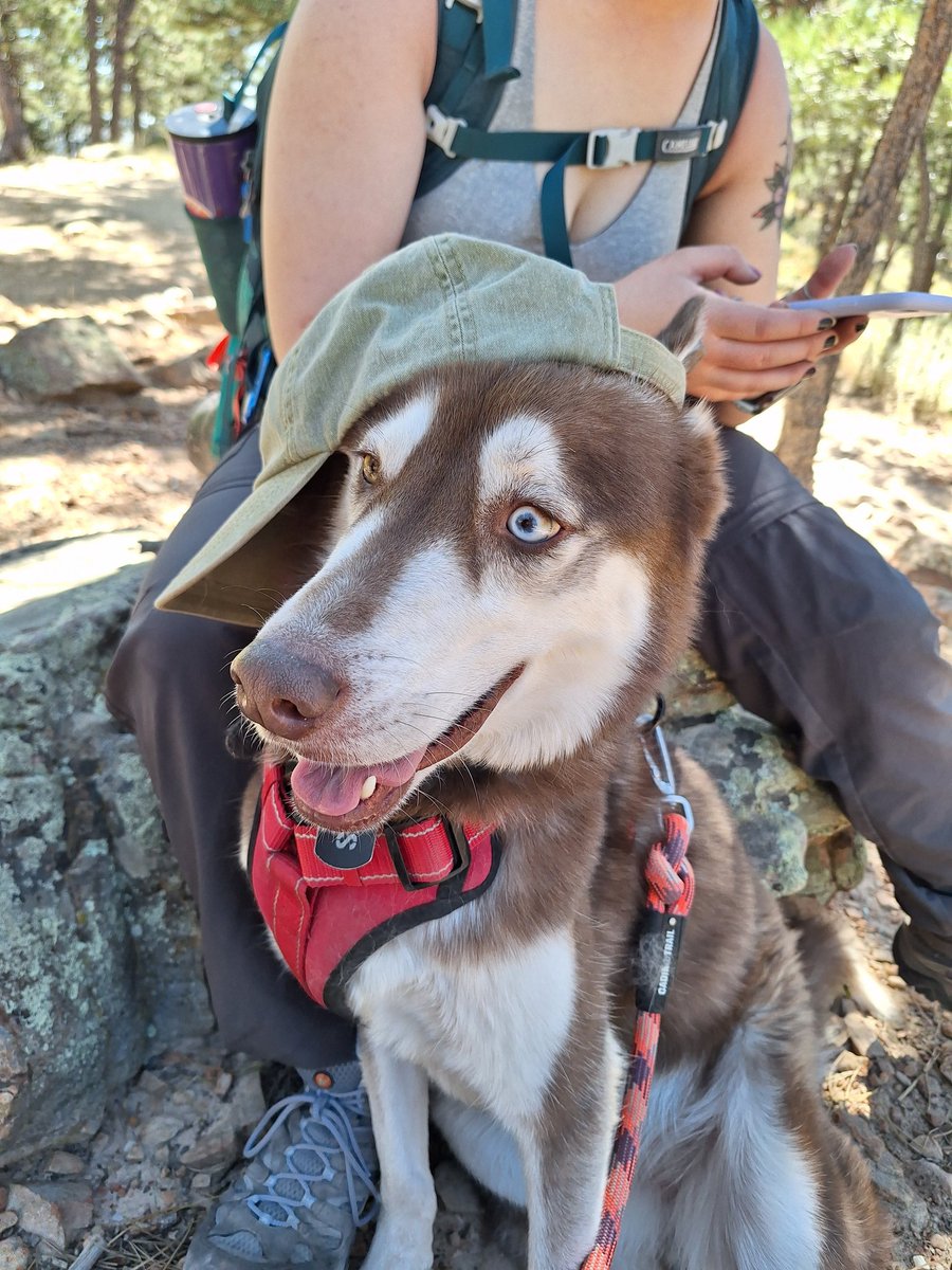 Razzberrie72's tweet photo. @TolkhInShadows this is zuse. No thought, just dog https://t.co/MMwcGHeTQ8