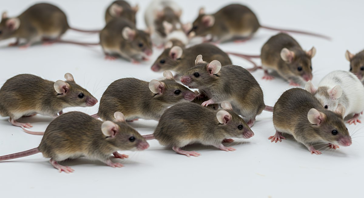 Transnetyx's tweet image. Smarter colony management starts here 📍

With our Colony software, labs can:
✅ Cut manual work &amp;amp; errors
✅ Save on housing &amp;amp; breeding costs
✅ Improve communication
✅ Reduce unnecessary animal use

🔗 bit.ly/4nQVHWf

#Transnetyx #ColonyManagement #LabEfficiency #3Rs