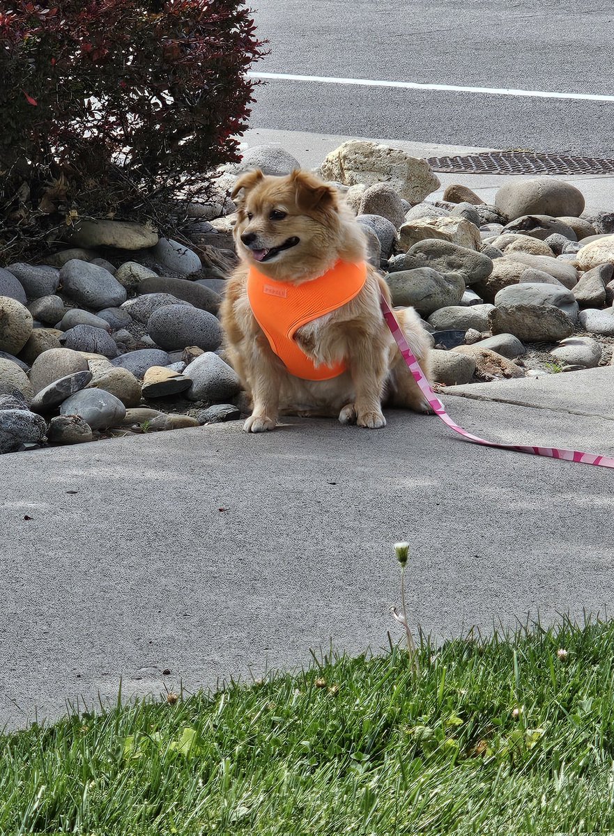 一休み😌
Taking a break ☕️

#doglover #cutedog #Chibi 
#cutepet #いぬ　 #イッヌ　 
#犬　 #わんこ　　 #ペット　
#ポメラニアン　#コーギー　 
#ゴールデンレトリバー　 #チワワ