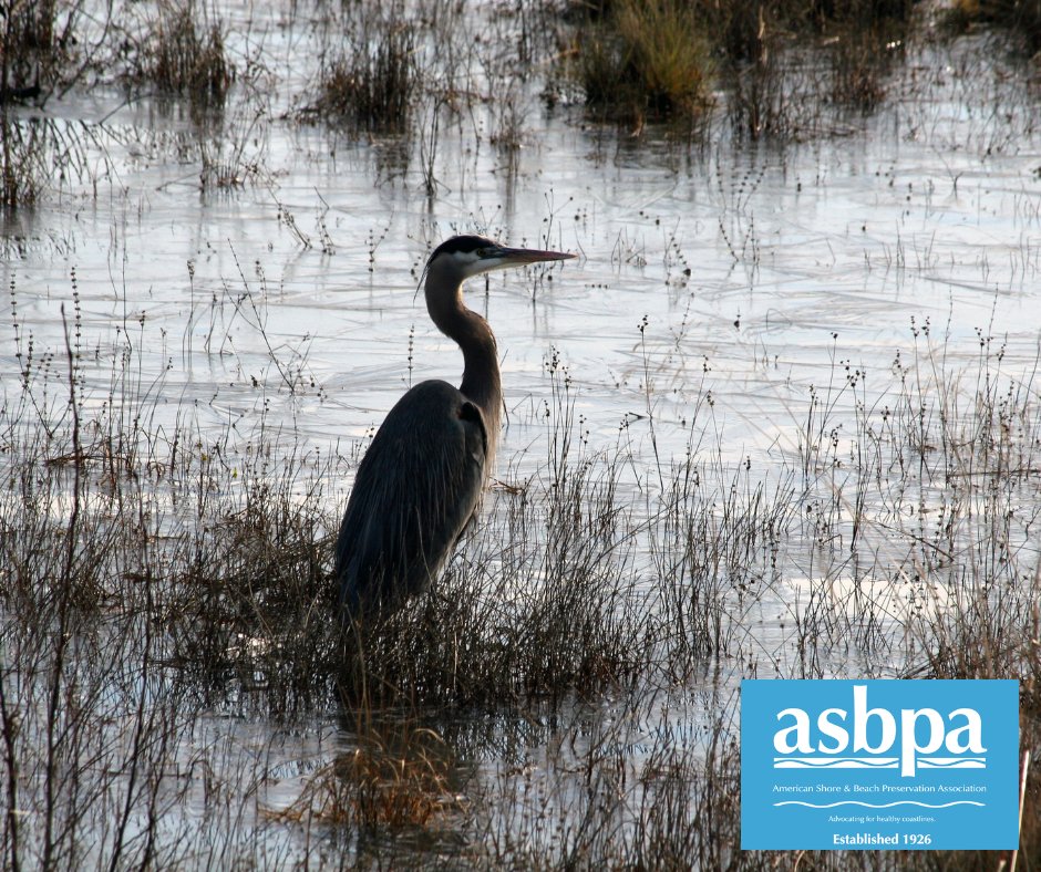 asbpa's tweet image. #DidYouKnow? Estuaries provide critical habitat, filter pollutants, and reduce flooding to protect our coastal communities. 🌊 Healthy estuaries are a critical piece of coastal resilience.

⭐ ASBPA’s efforts complement healthy estuaries in building coastal resilience.