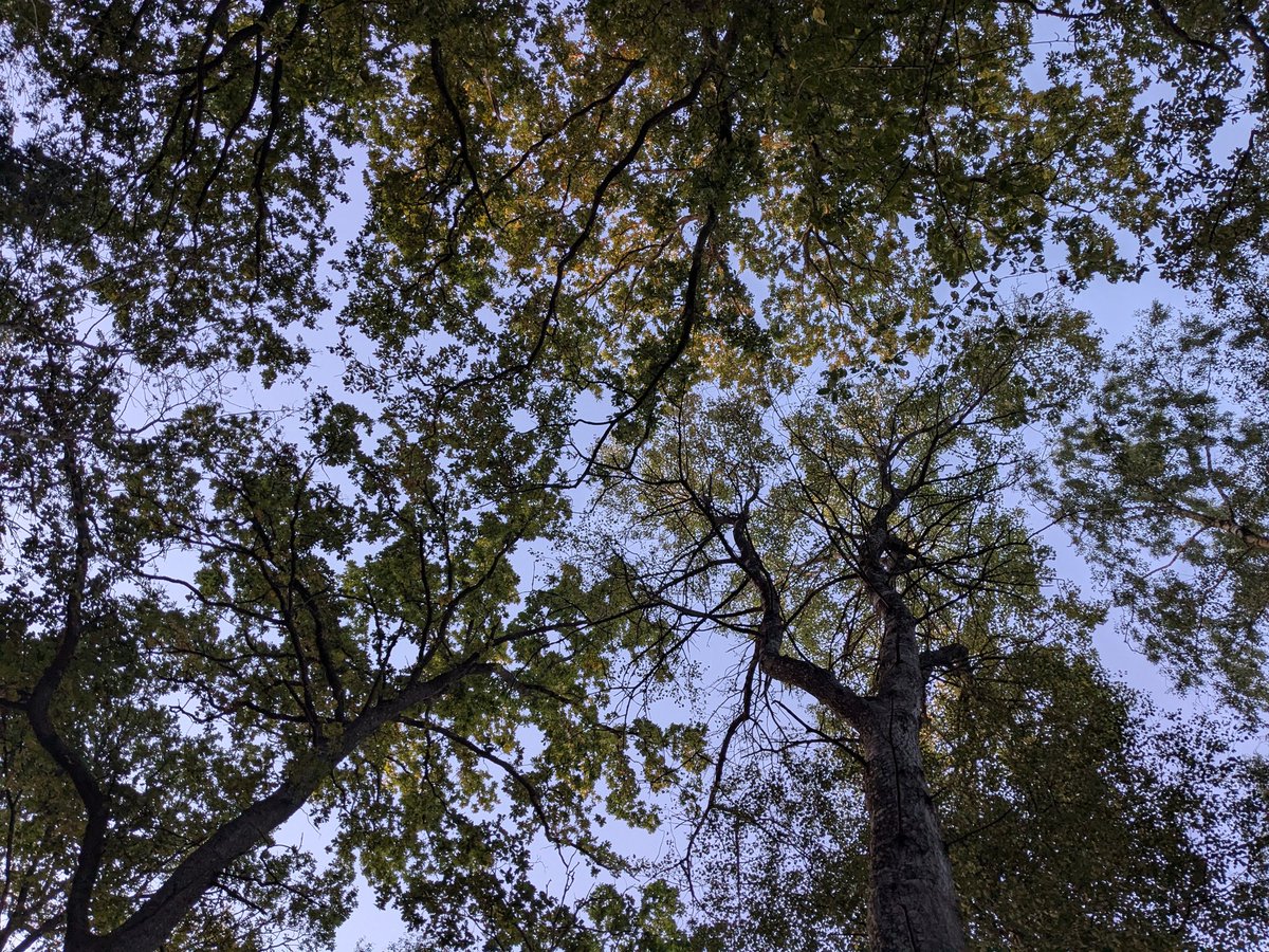 lucirules's tweet image. it's that time of year when i'm always looking up at the trees
