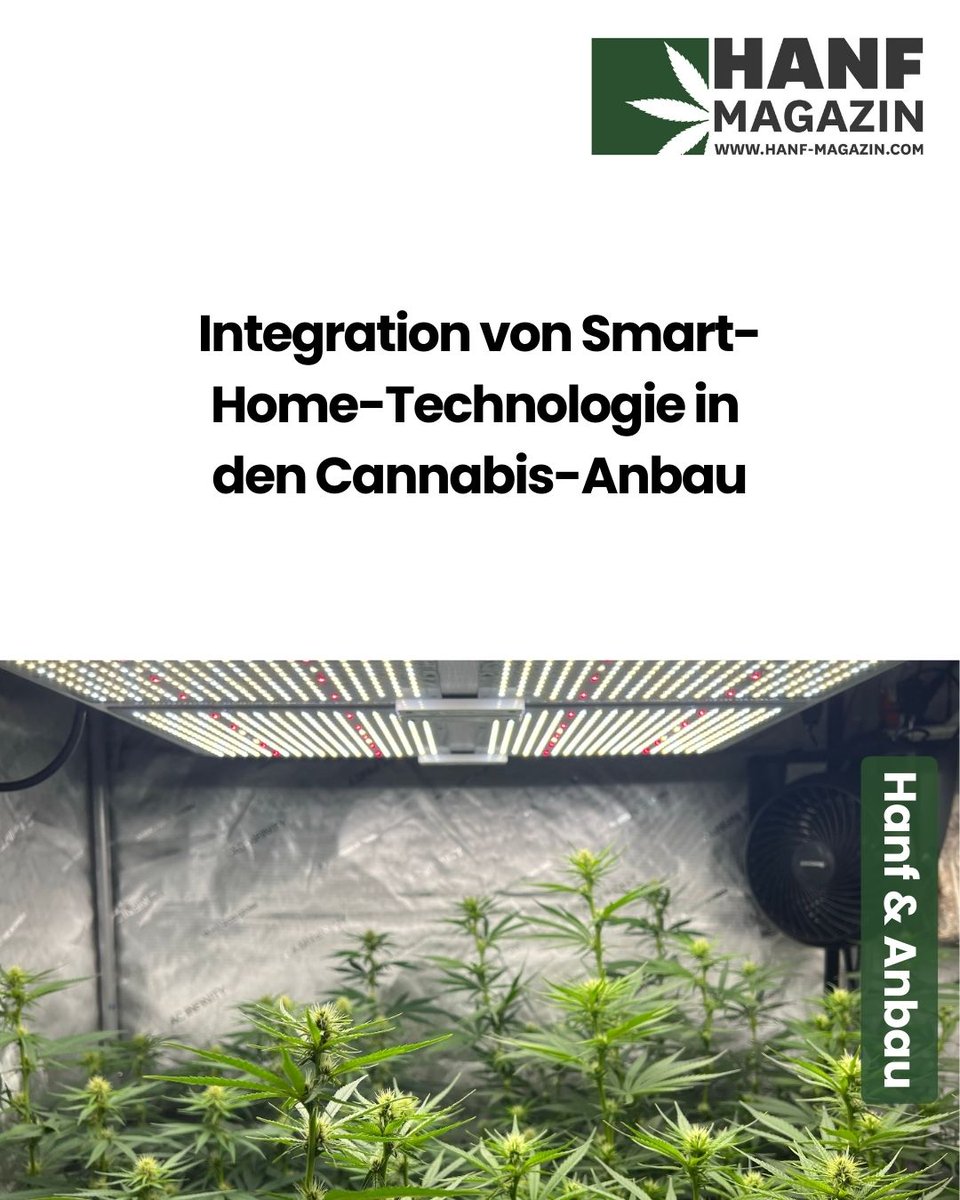 hanfmagazin's tweet image. Smart-Home trifft Indoor-Anbau 🌱
Mehr Ertrag, bessere Qualität &amp;amp; nachhaltiger Ressourceneinsatz dank smarter Technik.
Mehr dazu: hnf.link/EoqP
#SmartHome #IndoorAnbau #LEDBeleuchtung #Technologie #Nachhaltigkeit #Innovation #Hanfmagazin