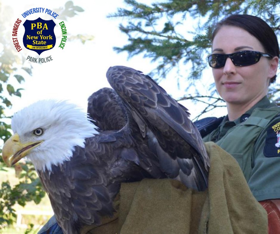 pbanystate's tweet photo. 🥾🍂 Hiking season is here! 

Environmental Conservation Officers, Forest Rangers &amp; Park Police work year-round so New Yorkers can explore our beautiful public lands.🌲 

#PBAofNYS #HikingSeason #PublicSafety https://t.co/9qyC30gp53