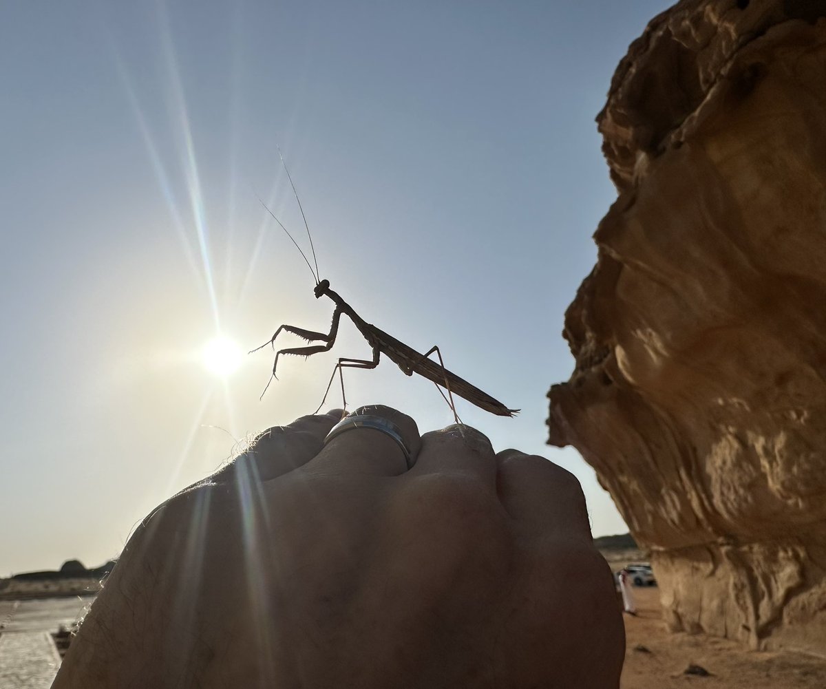 JanFreedman's tweet photo. Spotted a gorgeous little praying mantis! 

Such gorgeous insects, which you’d normally expect in a jungle, but this little dude is one of several desert dwelling species! https://t.co/B1DcGtj9Mx
