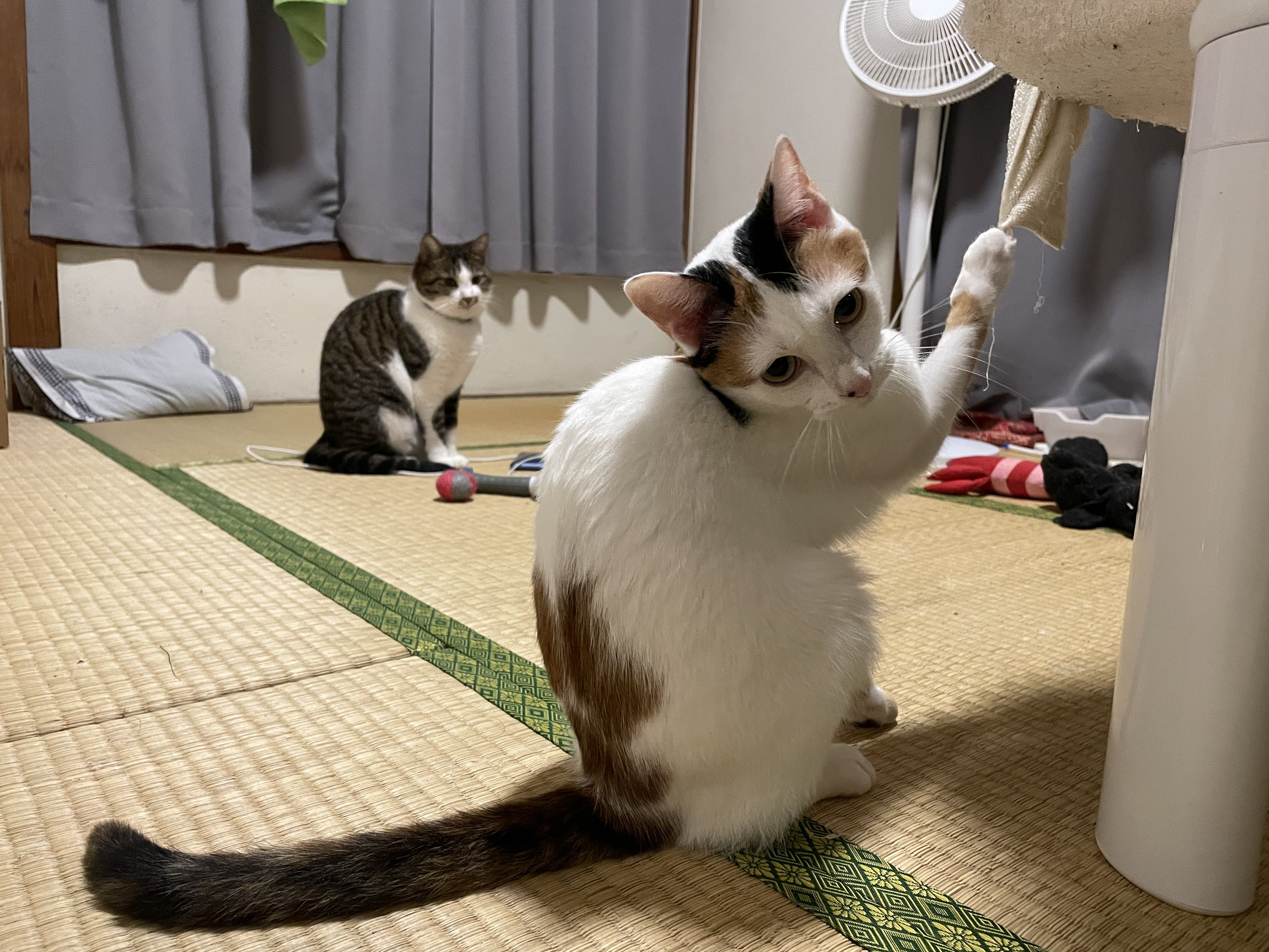 ぶちゃいくねこ様 ぶちゃいくねこ様 tommy&yuzu on X: