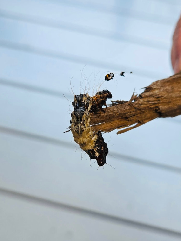 Moe Phillips tweet media