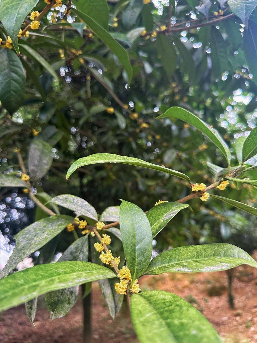 🌰今日は地面で宝物を見つけたよ 外はとげとげ、中は甘い。 
コーヒーを飲む前の私みたい😂