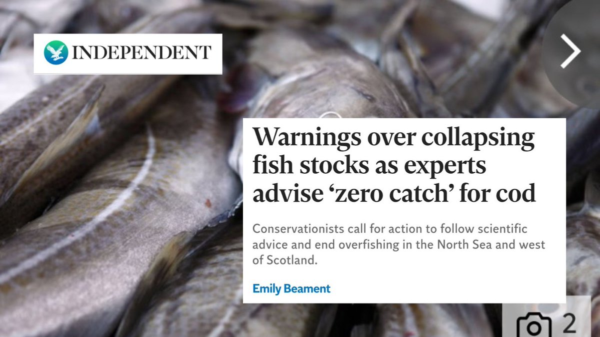 leanahosea's tweet image. Cod populations &quot;in grave danger of collapse&quot; says @hugosas as new data out today reveals a 61% decline in cod numbers in the southern region of the Northern shelf + a 37% decline in the north-western region around Scotland.

&quot;Coastal livelihoods are dependent on making the right…